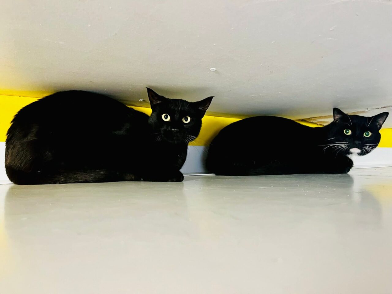 Photo of Black Cat Family